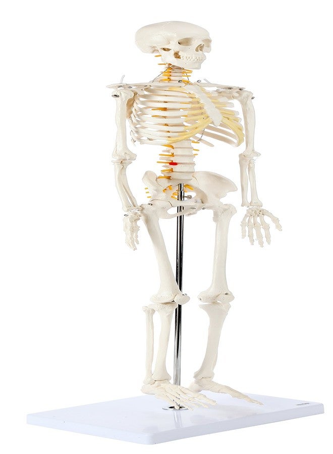 Axis Scientific Mini Human Skeleton Model with Metal Stand, 31" Tall with Removable Arms and Legs, Easy to Assemble, Includes Detailed Product Manual for Study - Image 3